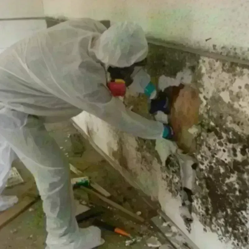 Mold Remediation and Removal in Midway, GA